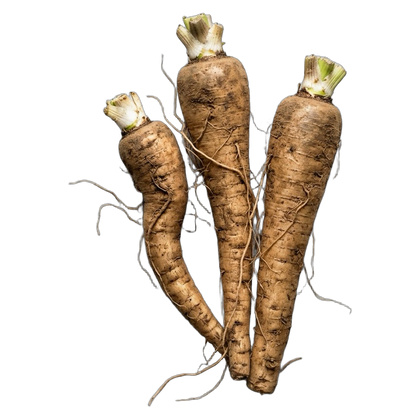 Chicory Root